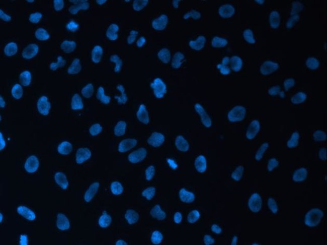 U-2 OS Cells Stained with NucBlue™ Live Cell Stain